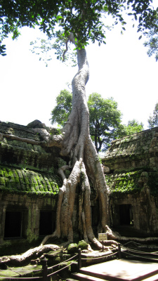 Ta Prohm