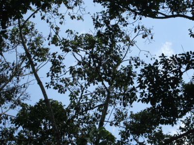 fruit bat