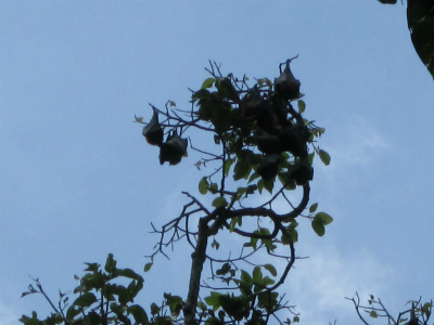 fruit bat