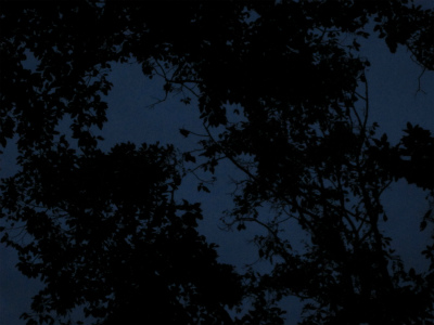 fruit bat