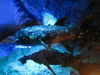 coelacanth