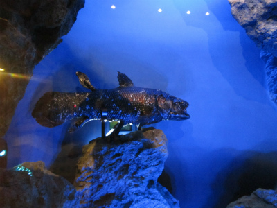 coelacanth