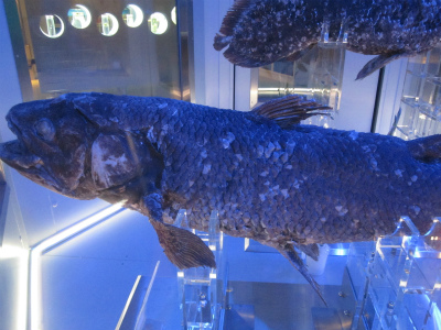 coelacanth