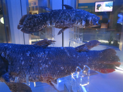 coelacanth