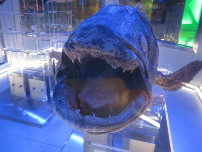 coelacanth