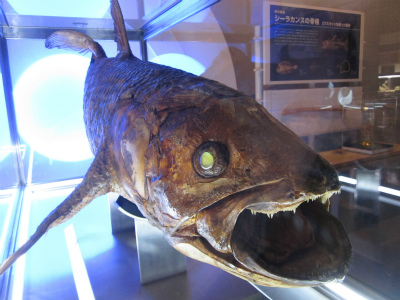 coelacanth