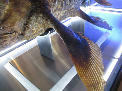 coelacanth